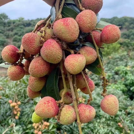 【现货】灵山三月红荔枝代办荔枝当天现摘当天发需提前预定
