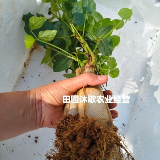 绿化用葛藤苗子已育苗  根系发达  带土球发货