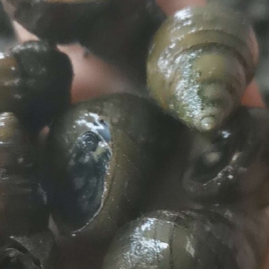 监利市田螺，石螺，货源充足，欢迎洽谈