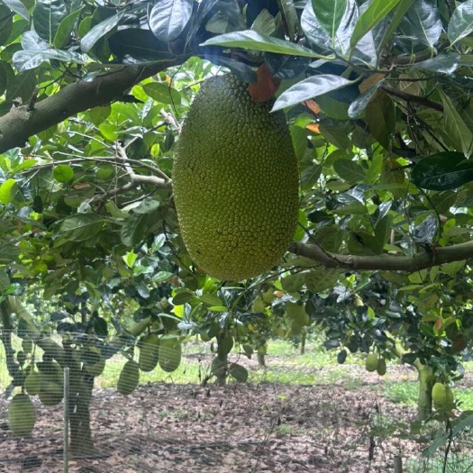 儋州市海南儋州新鲜干包泰八菠萝蜜现摘现发甘甜软糯果香浓郁