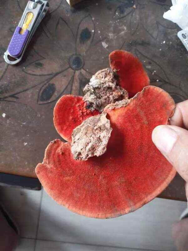 红栓菌又名牛樟芝一手货源产地直供欢迎咨询采购
