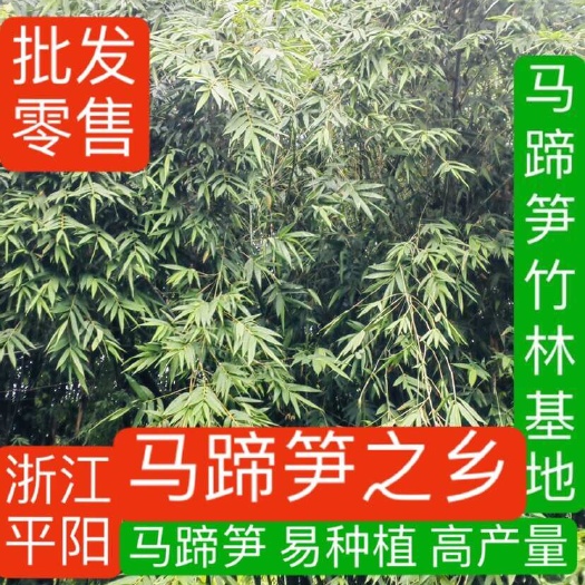 马蹄笋扦插苗/马蹄笋/基地直销/技术指导