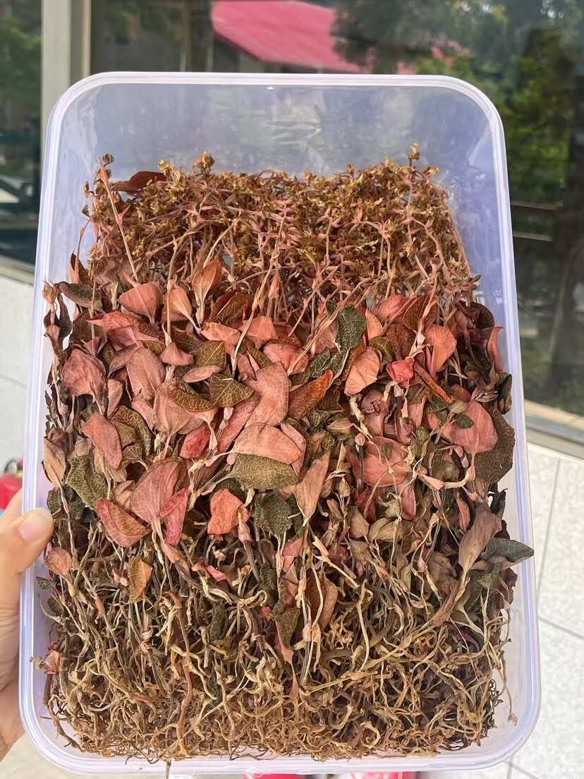 林下种植金线莲，种植18个月开花金线莲干品，大量批发