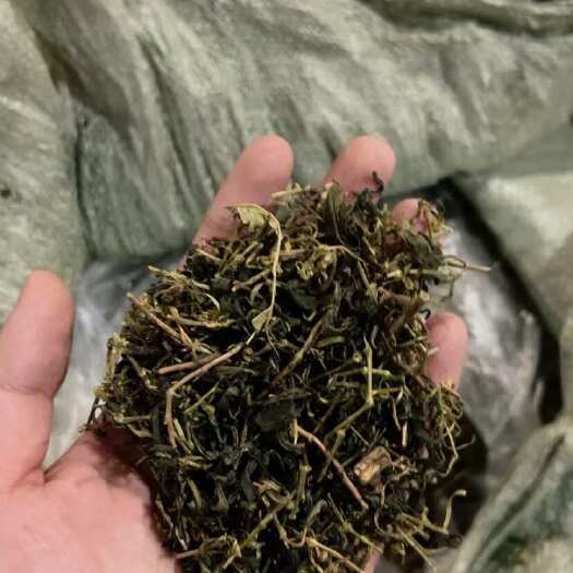松阳县茶梗