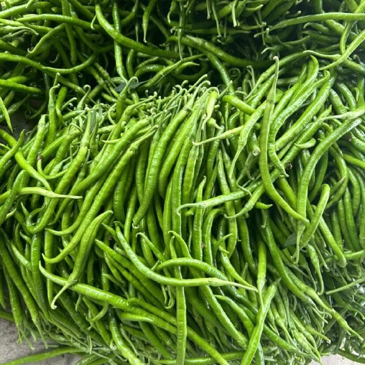 阜南县大棚种植新苗二荆条青线椒8号线黄线椒
