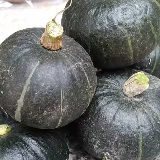 南宁贝贝南瓜