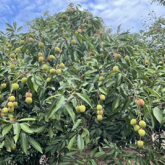 高州市广东茂名高州荔枝白蜡