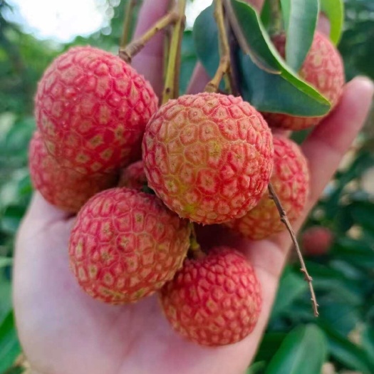 广东高州根子柏桥白糖罂