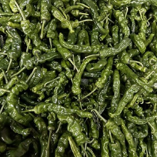 阜南县大棚种植新苗小邹皮辣椒新鲜特辣黑皱皮辣椒
