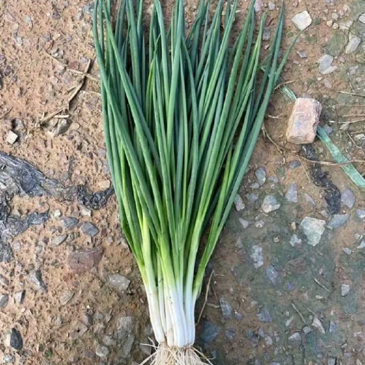阜南县安徽阜南大量精品无蓝粉小香葱上市
