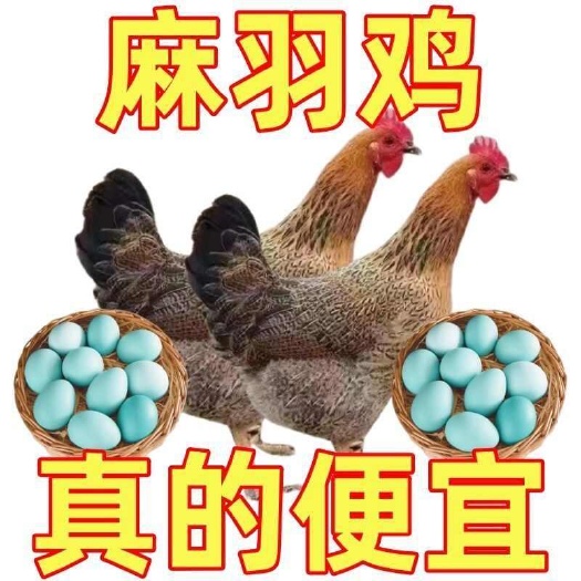 南宁麻羽鸡苗，下绿壳蛋，半斤左右脱温苗