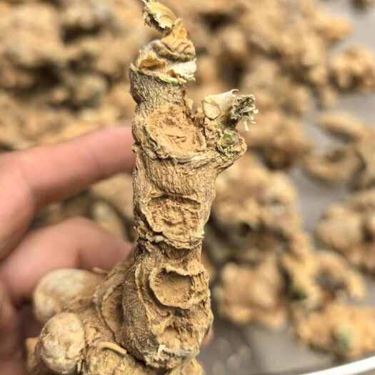 保山竹节参干货
