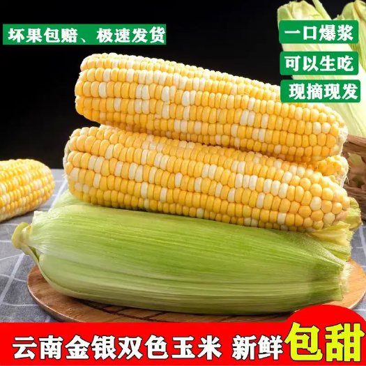 玉溪露天种植云南金银双色水果玉米脆甜爆浆新鲜甜玉米