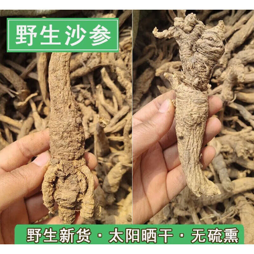 凤阳县南沙参500中药材正品精选无硫新货南沙参批发中