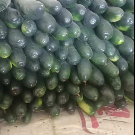 南宁广西南宁新鲜黑皮冬瓜批发 产地直发 当季蔬菜 瓜菜类优选