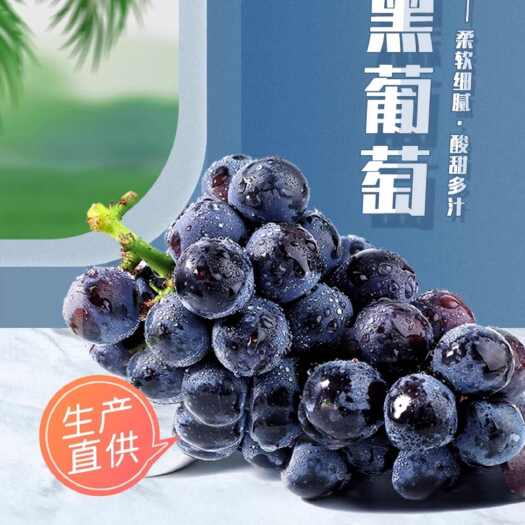 宾川县云南夏黑葡萄丨应季无籽葡萄，酸甜可口，满满的花青素