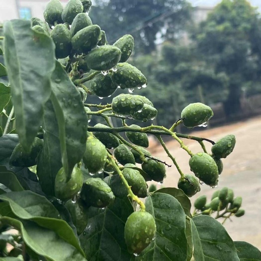 黄皮果，有牛眼果，贵妃和有贵妃3