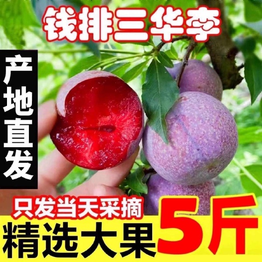 【一件代发包邮】酸脆爽口自家果园广东钱排银妃三华李农家特产