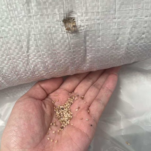 批发白芝麻 尼日利亚白芝麻