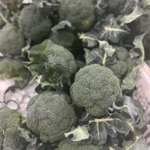上海上海嘉定新鲜直供优质西兰花蔬菜
