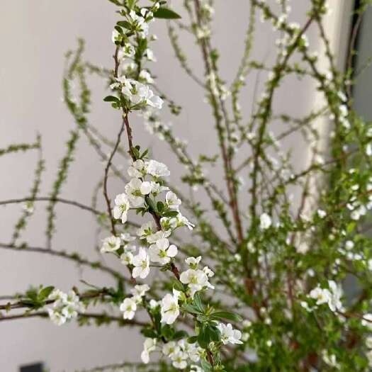 昆明粉白雪柳