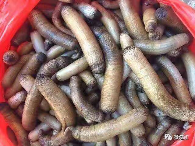 泥丁