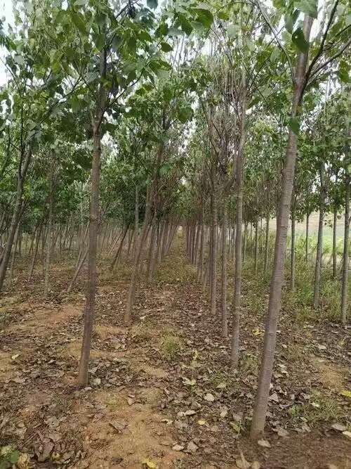 楸树苗   秋树苗批发  2万棵急售
