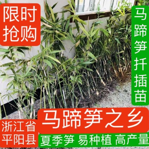 平阳县马蹄笋扦插苗/绿竹苗/基地直销/技术指导