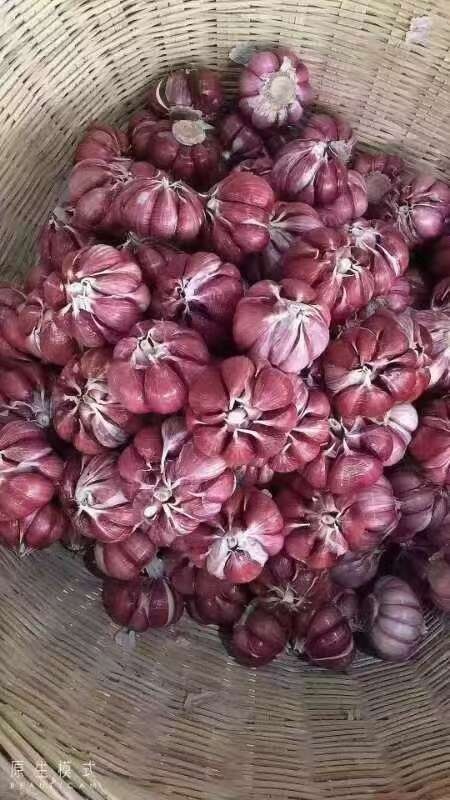 紫皮蒜