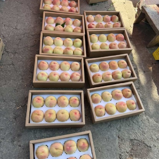 无锡阳山水蜜桃5两左右8个装当季桃子果园现摘现发