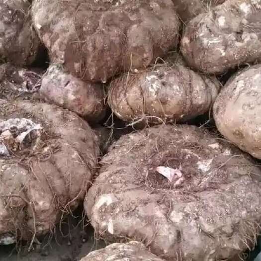 巫溪重庆巫溪花魔芋专业种植户大量新鲜花魔芋现采挖批发零售
