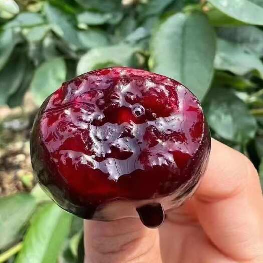 沂源县大樱桃
