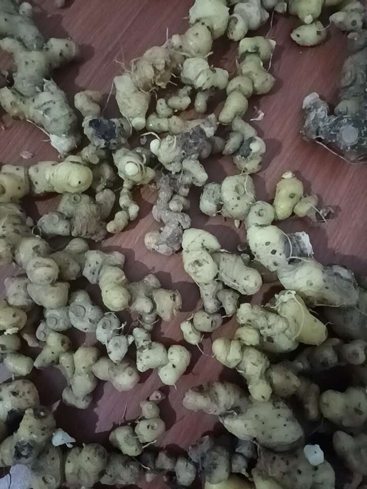 黄精