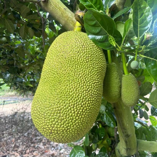 儋州市泰八菠萝蜜果地现摘