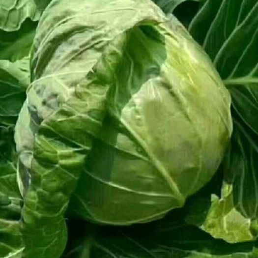 甘蓝