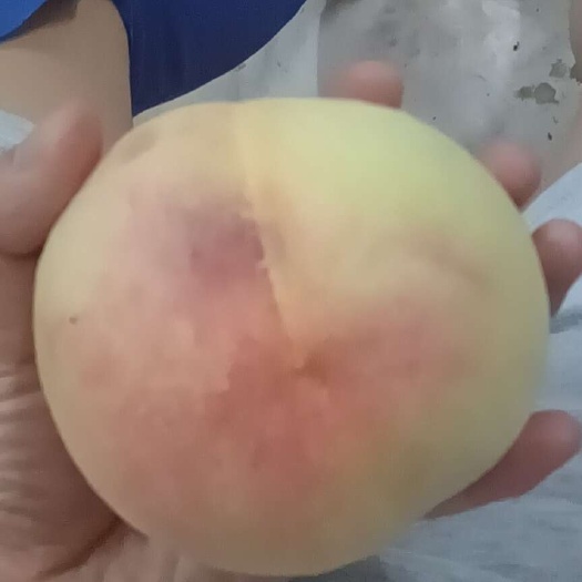 无锡阳山水蜜桃  预计6月中旬上市8只尝鲜装 2盒 共1