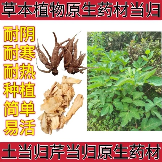 盐津县草本植物原生药材土当归芹当归当季新货当归芹归苗