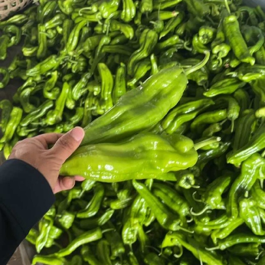 眉山薄皮辣椒