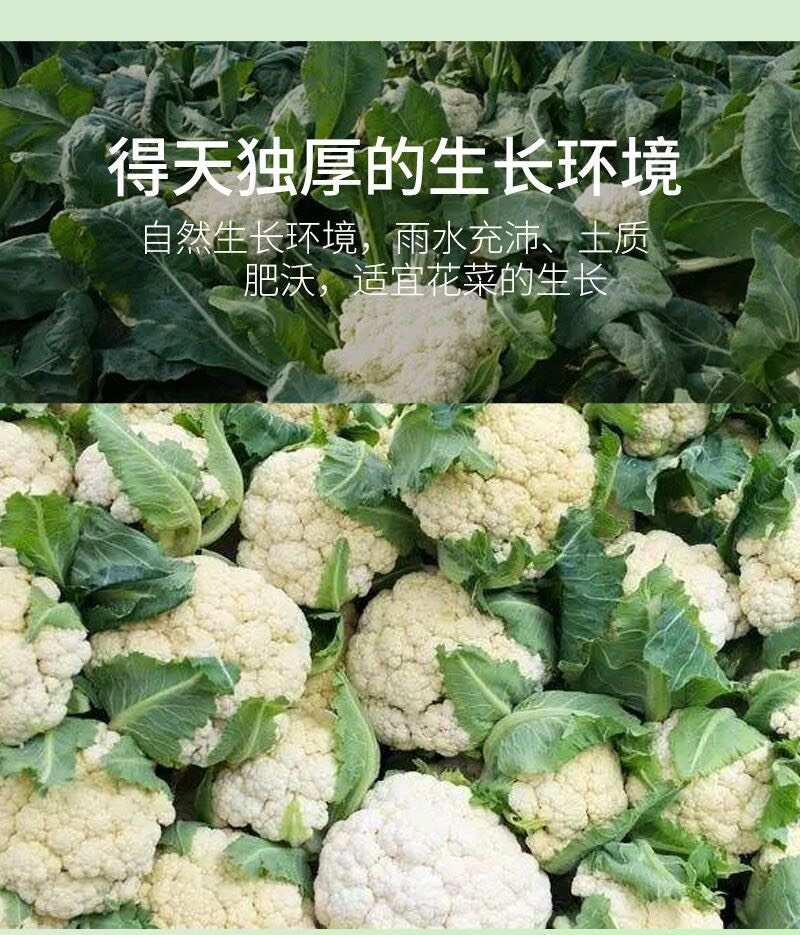 花菜干货农家无叶优质贡菜干火锅苔干菜脱水蔬菜干新鲜厂家批发