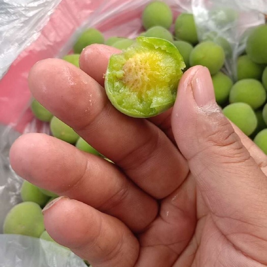 云南高山古树青梅，纯手工采摘，保质保量，泡酒专用！