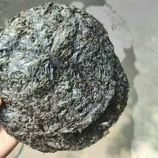紫菜  干紫菜圈 低温烘焙无沙碎紫菜