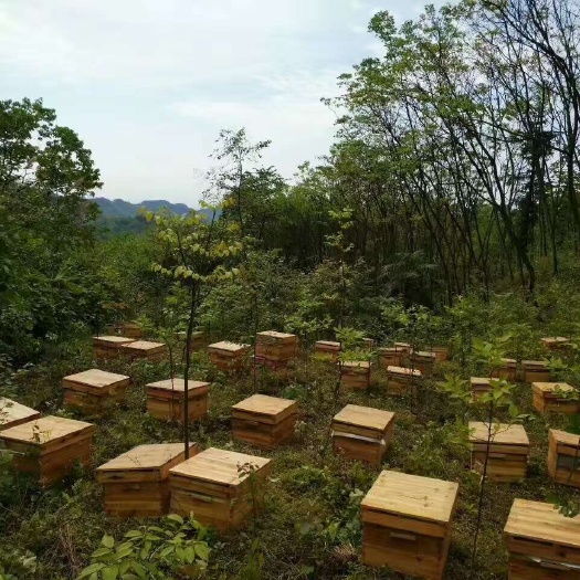 海泼千米以上的纯黄柏土蜂蜜