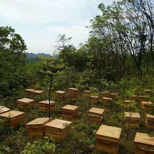 大邑县海泼千米以上的纯黄柏土蜂蜜