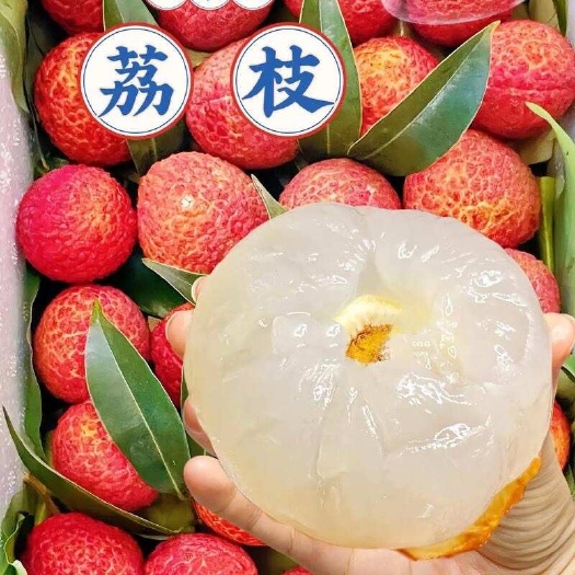 广东 荔枝  批发 一手货源 可以代收 可以 一件代发  质