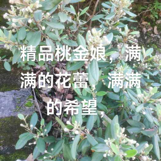 灵川县广西桂林灵川优质桃金娘种苗基地直销。三年苗，当年种当年可挂果