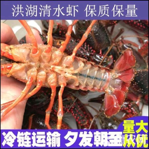 内黄县精品小龙虾