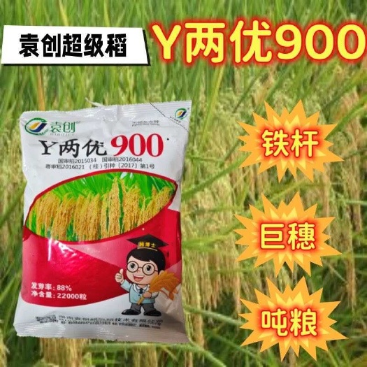 常德y两优900水稻种子 湘两优900 杂交稻籼稻