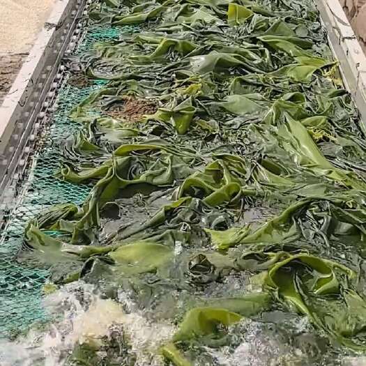 山东海带加工厂酱菜厂专用海带 山东威海荣成发货 海鲜水产批发