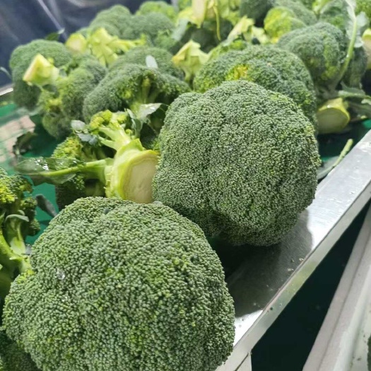 新鲜西兰花 寿光直发 优质甘蓝类蔬菜 山东潍坊产地