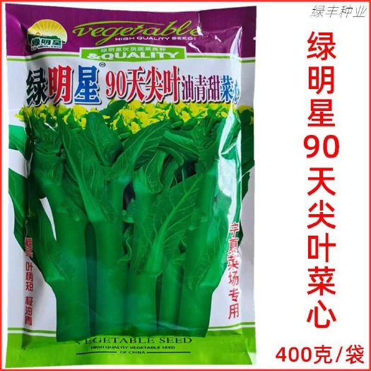 绿明星90天尖叶菜心种子基地专用亚明油青甜菜心春秋冬季蔬菜种